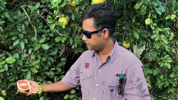 texas-agrilife-fighting-agricultural-plant-diseases|texas-agrilife-fighting-agricultural-plant-diseases